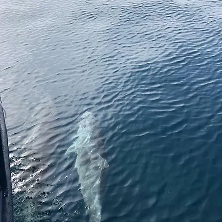 Alba Maris Appartement *