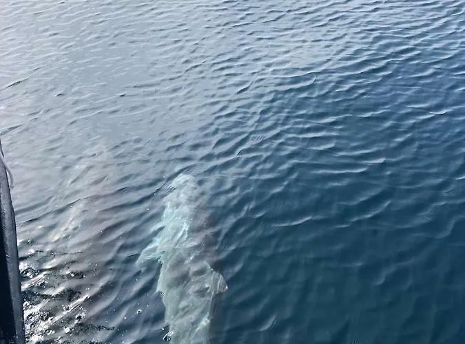 Alba Maris Apartamento *